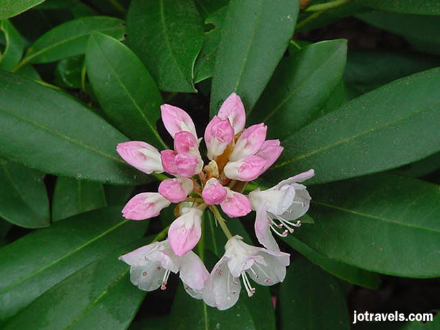 The rhododendron in Breaks Interstate Park begin blooming in mid May and last through June